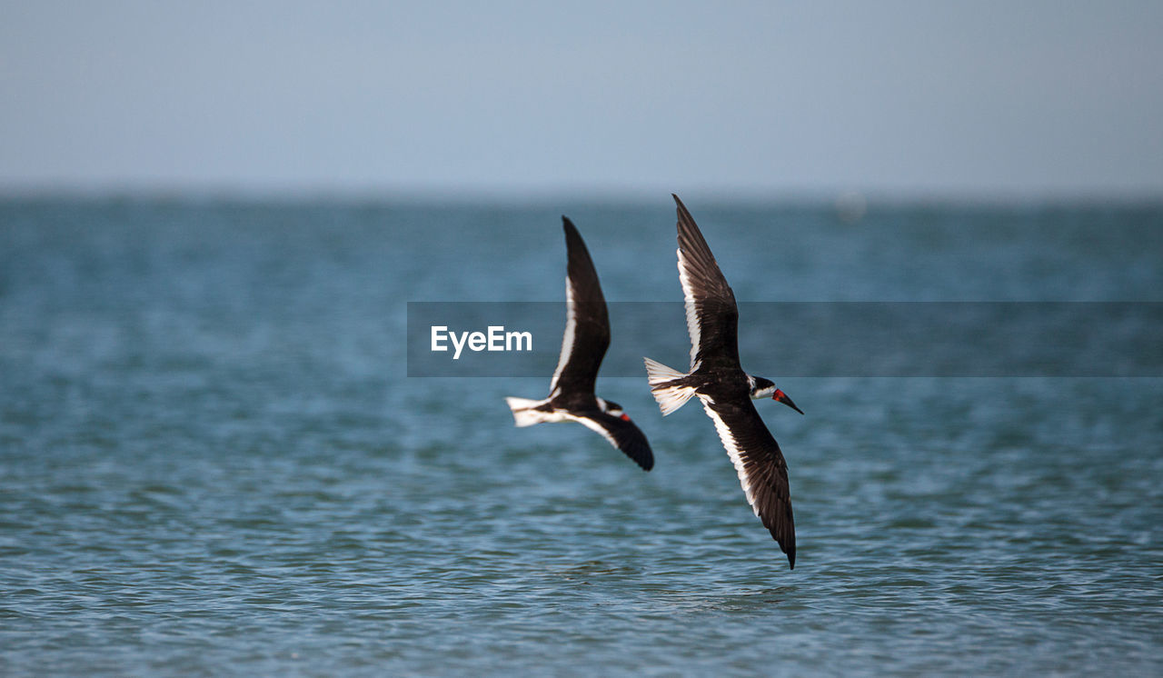 Flock of black skimmer terns rynchops niger on the beach at clam pass in naples, florida