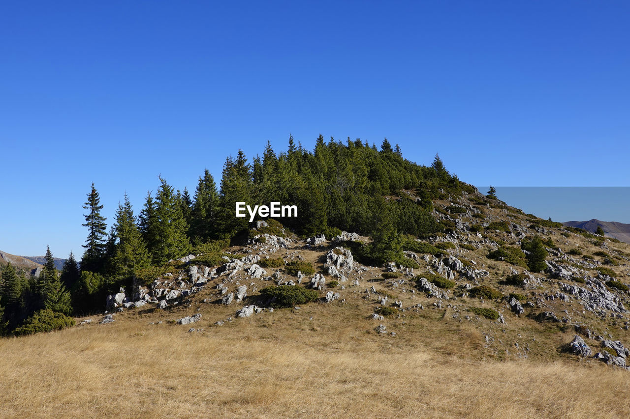 TREES ON MOUNTAIN AGAINST CLEAR SKY