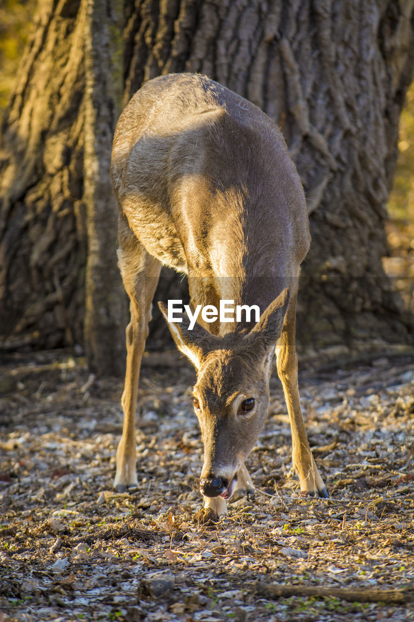 Deer standing in a field