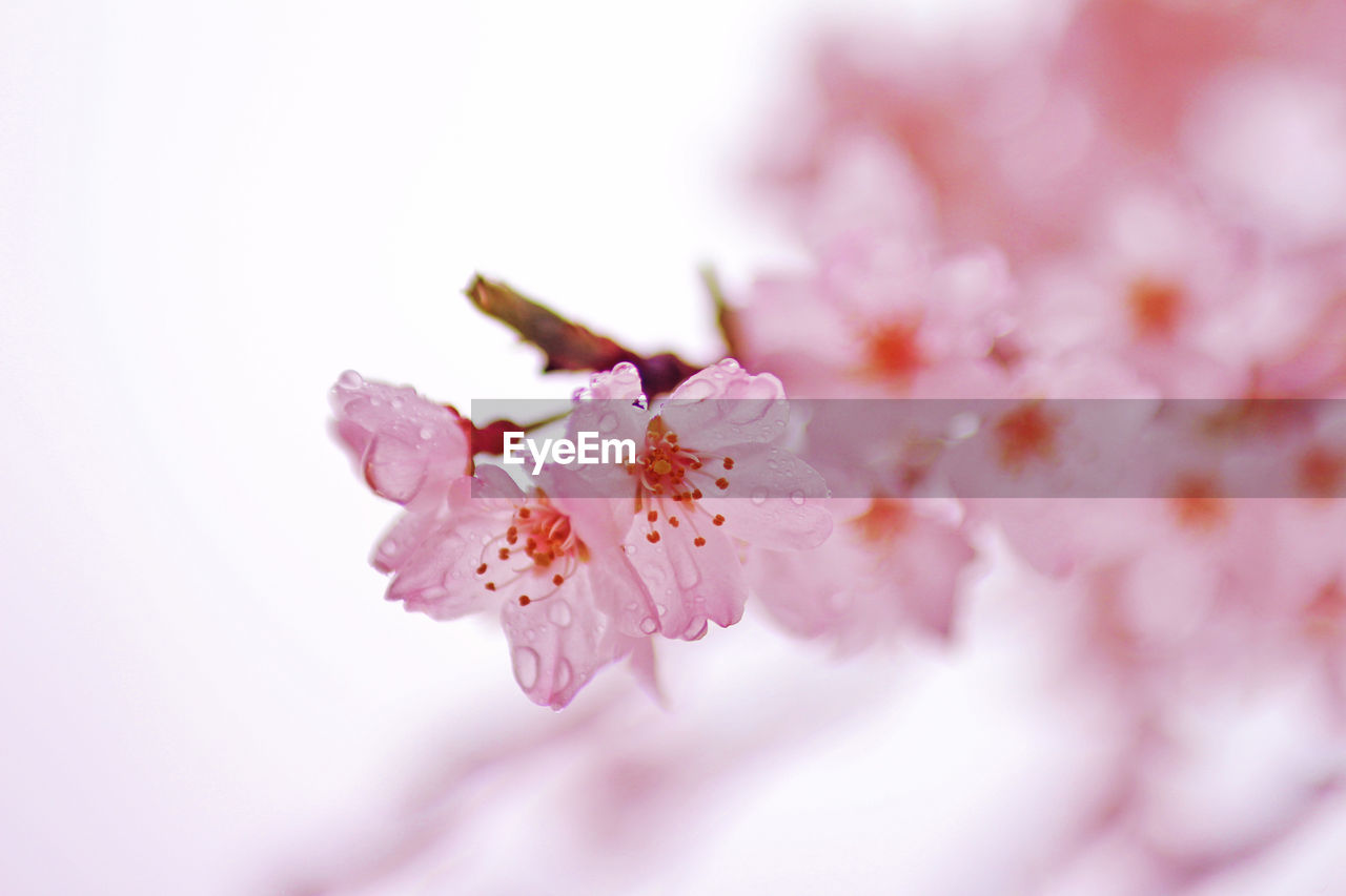 CLOSE-UP OF PINK FLOWERS ON BRANCH