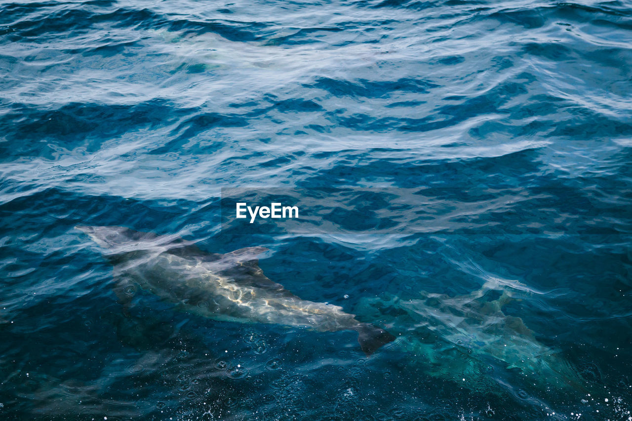 water, sea, ocean, wind wave, animal, no people, marine biology, nature, beauty in nature, animal themes, animal wildlife, underwater, wildlife, motion, sea life, high angle view, outdoors, wave, swimming, mammal, day, full frame, marine, rippled, marine mammal, blue, waterfront, aquatic mammal, backgrounds, one animal, scenics - nature, fish