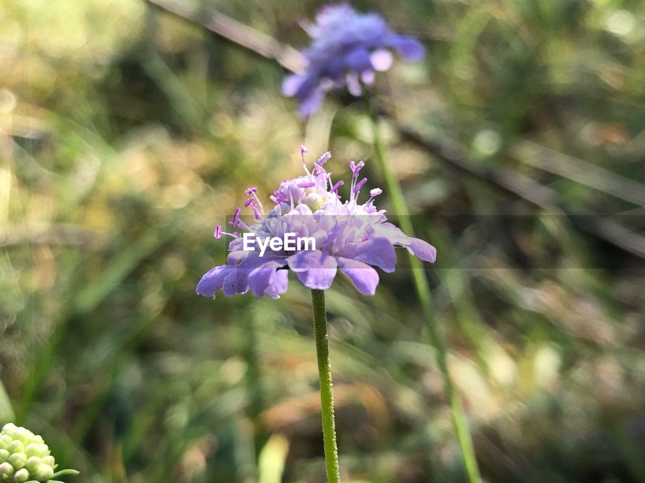 CLOSE-UP OF PURPLE FLOWER