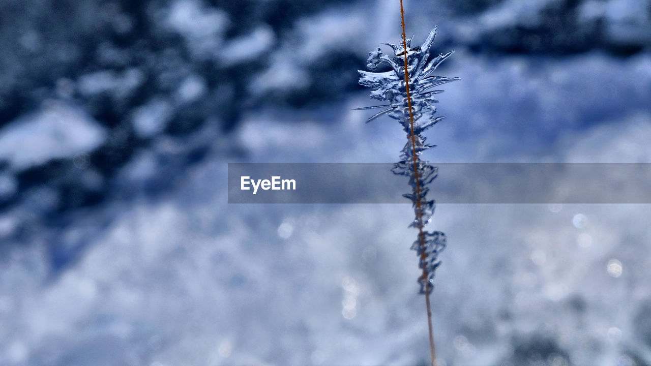 CLOSE-UP OF FROZEN TREE DURING WINTER