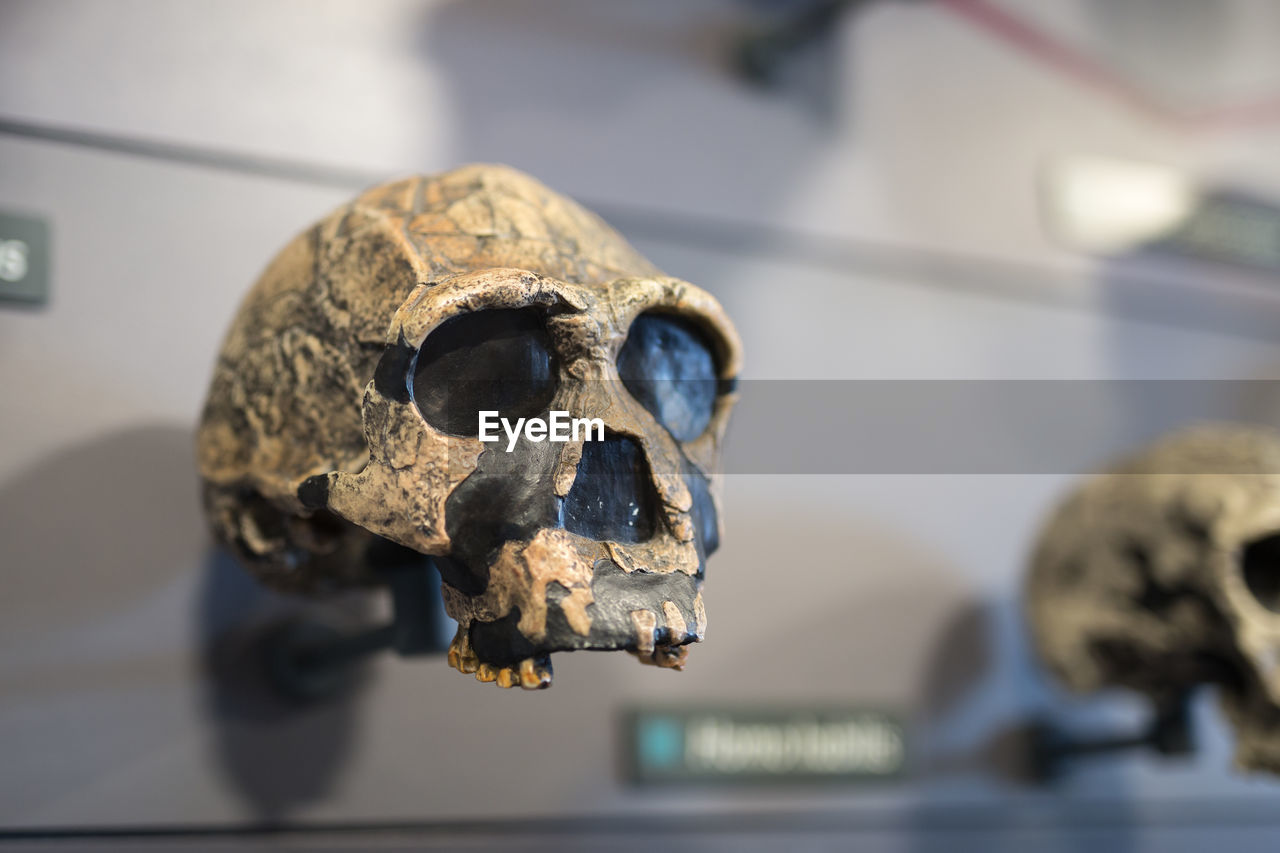 Close-up of human skull