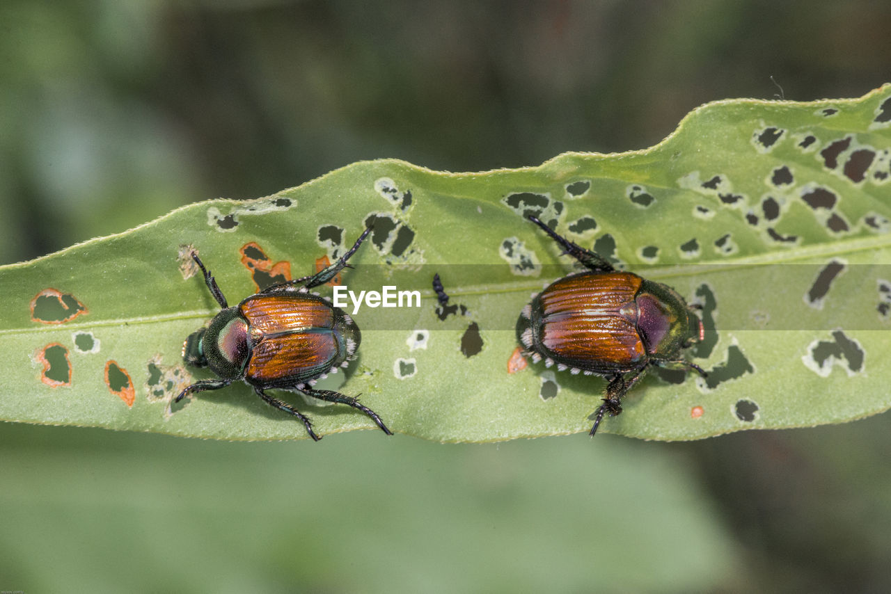 Close-up of japanese beetle on leaf