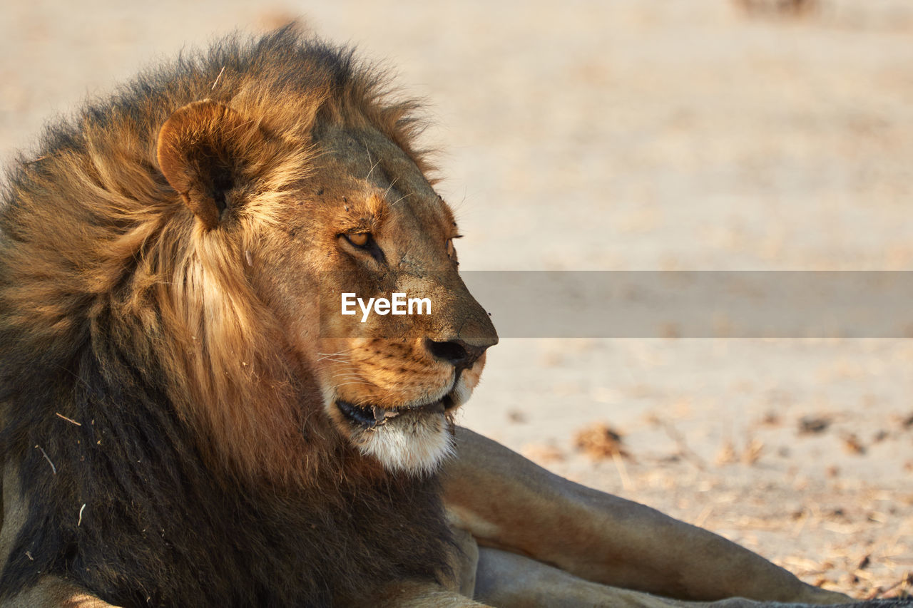 The majestic kalahari lion, botswana