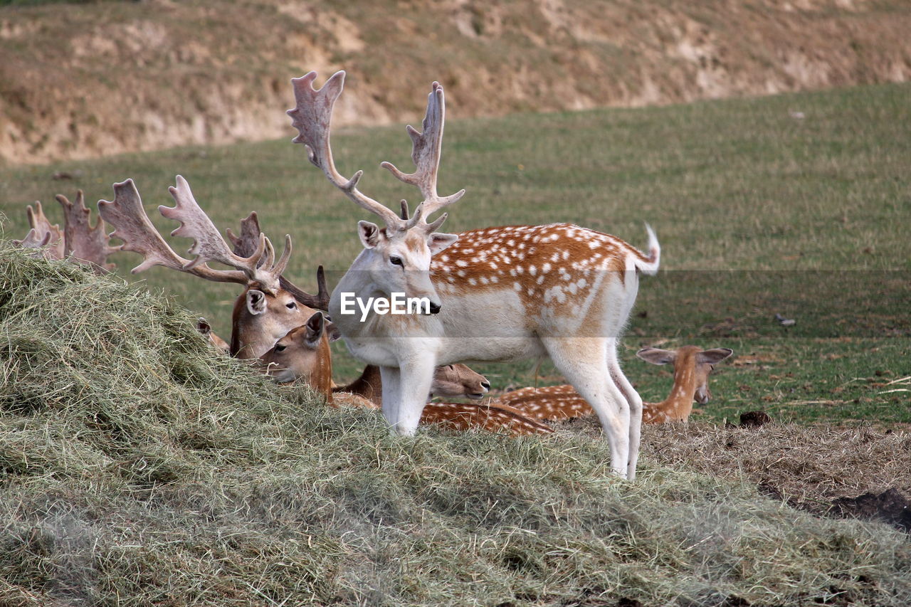 Deer in a field