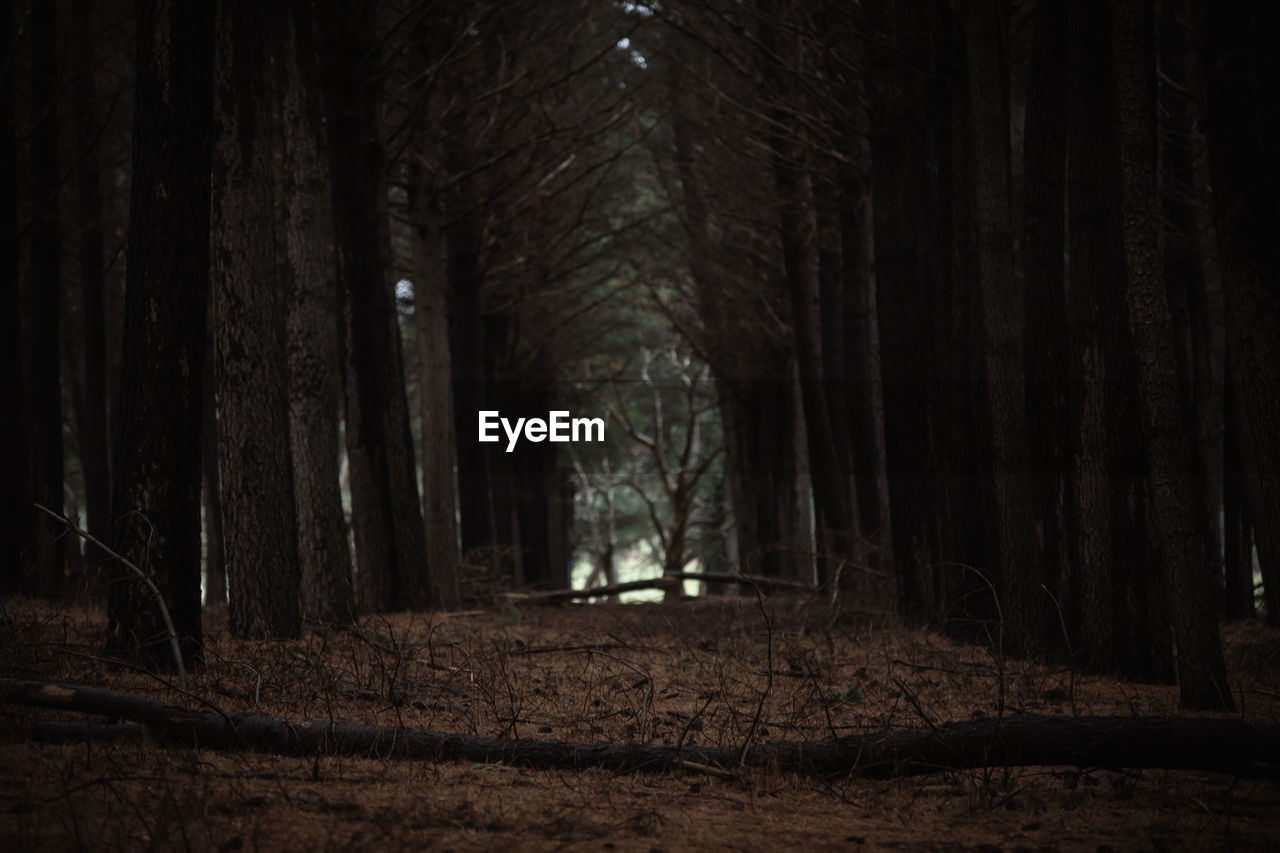 Trees in forest at night