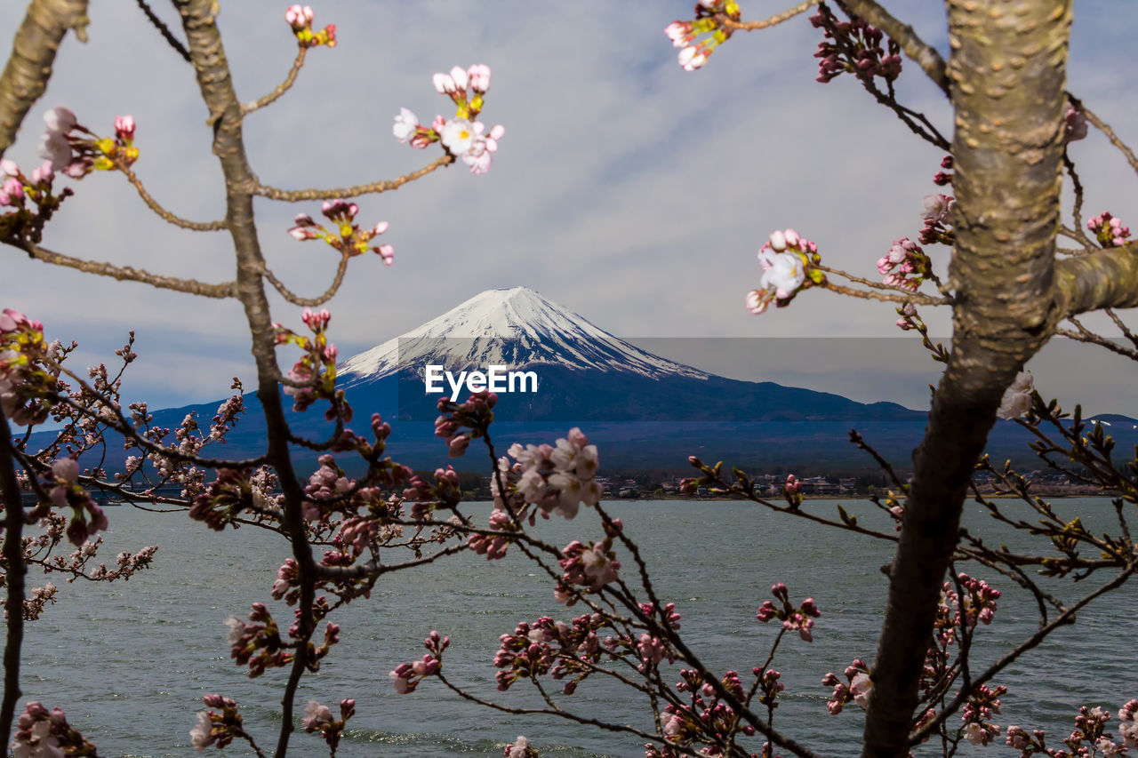 Cherry blossom tree against sky