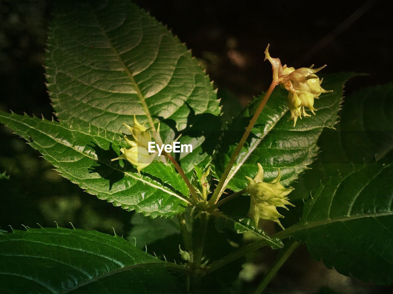 CLOSE-UP OF INSECT ON PLANT OUTDOORS