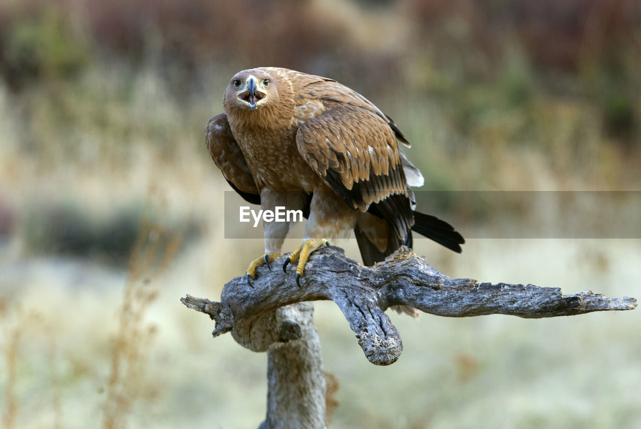 CLOSE-UP OF SPARROW PERCHING ON BRANCH