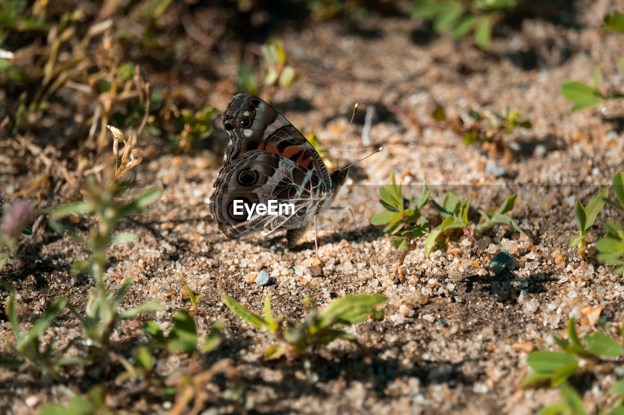 Close-up of butterfly on ground