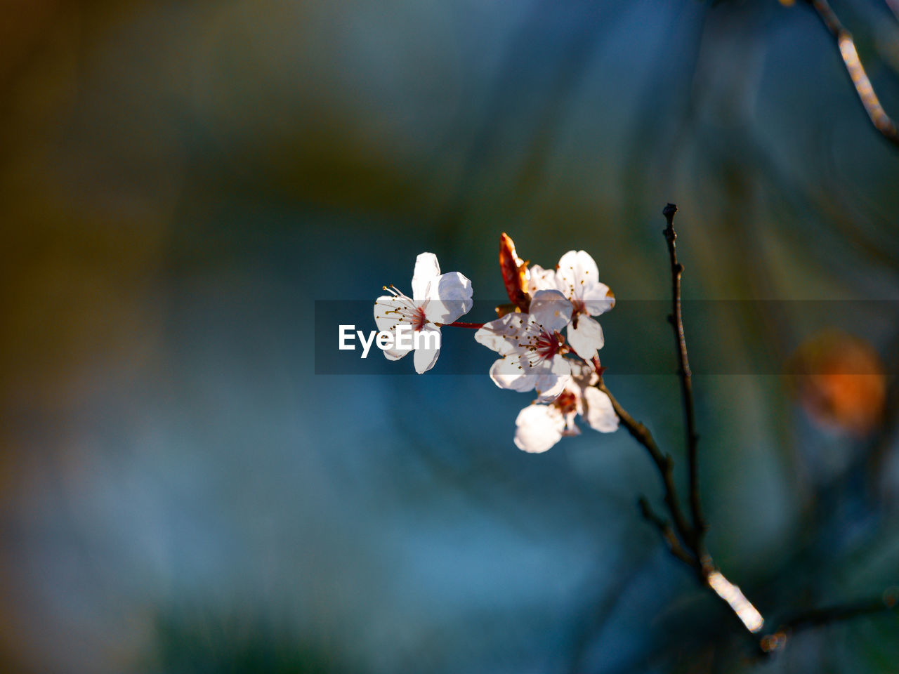 Close-up of cherry blossoms in spring