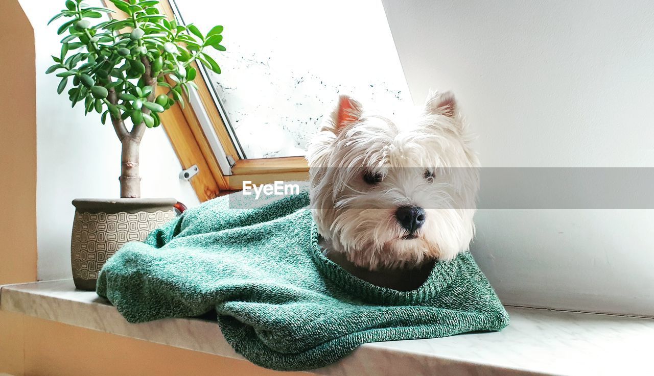 Portrait of dog relaxing at home