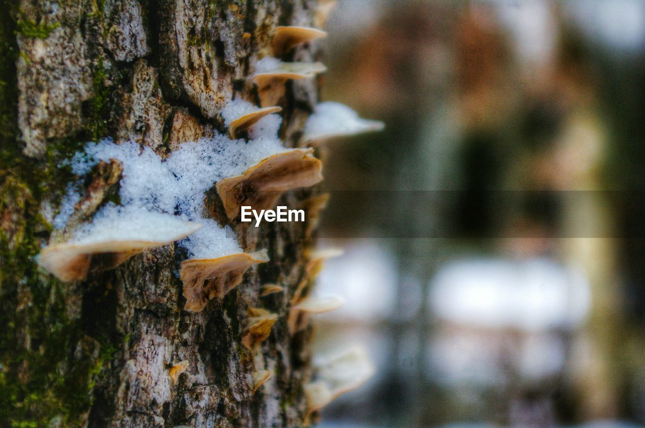 Close-up of fungus growing on tree trunk during winter