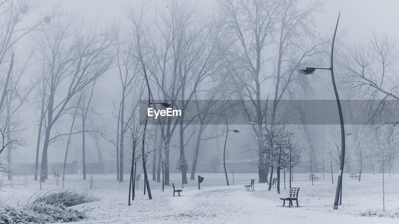 Bare trees on snow covered field