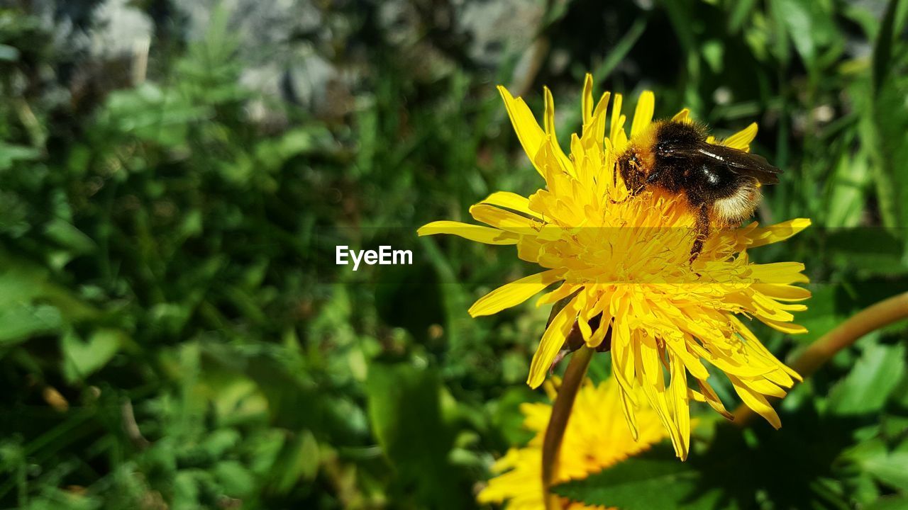 Close-up of bee on yellow flower