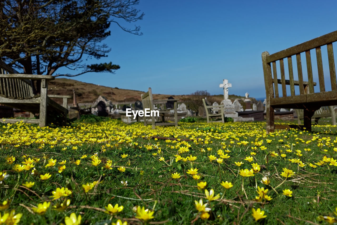 VIEW OF FLOWERING PLANTS AND BENCH IN FIELD