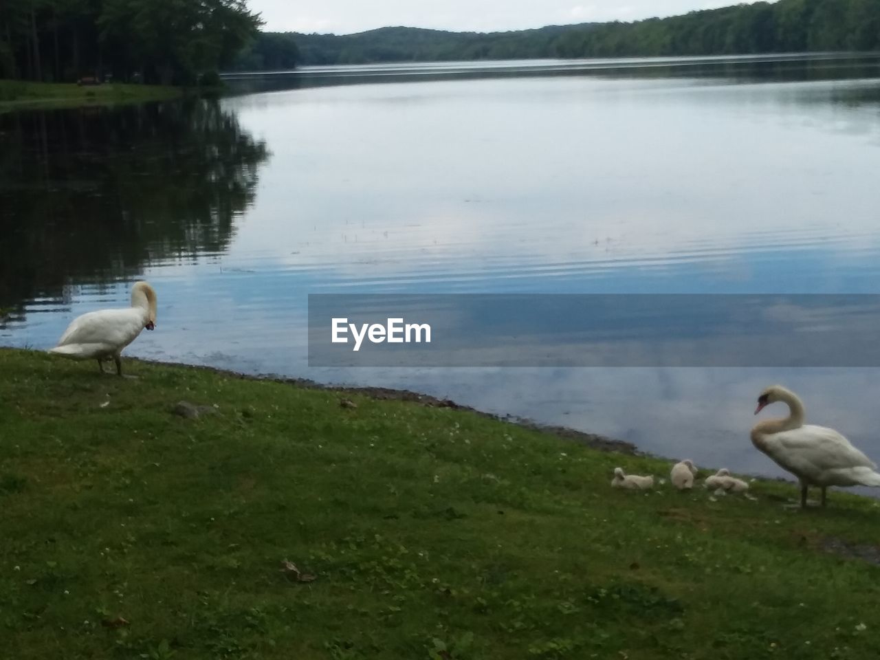 VIEW OF BIRD ON LAKESHORE