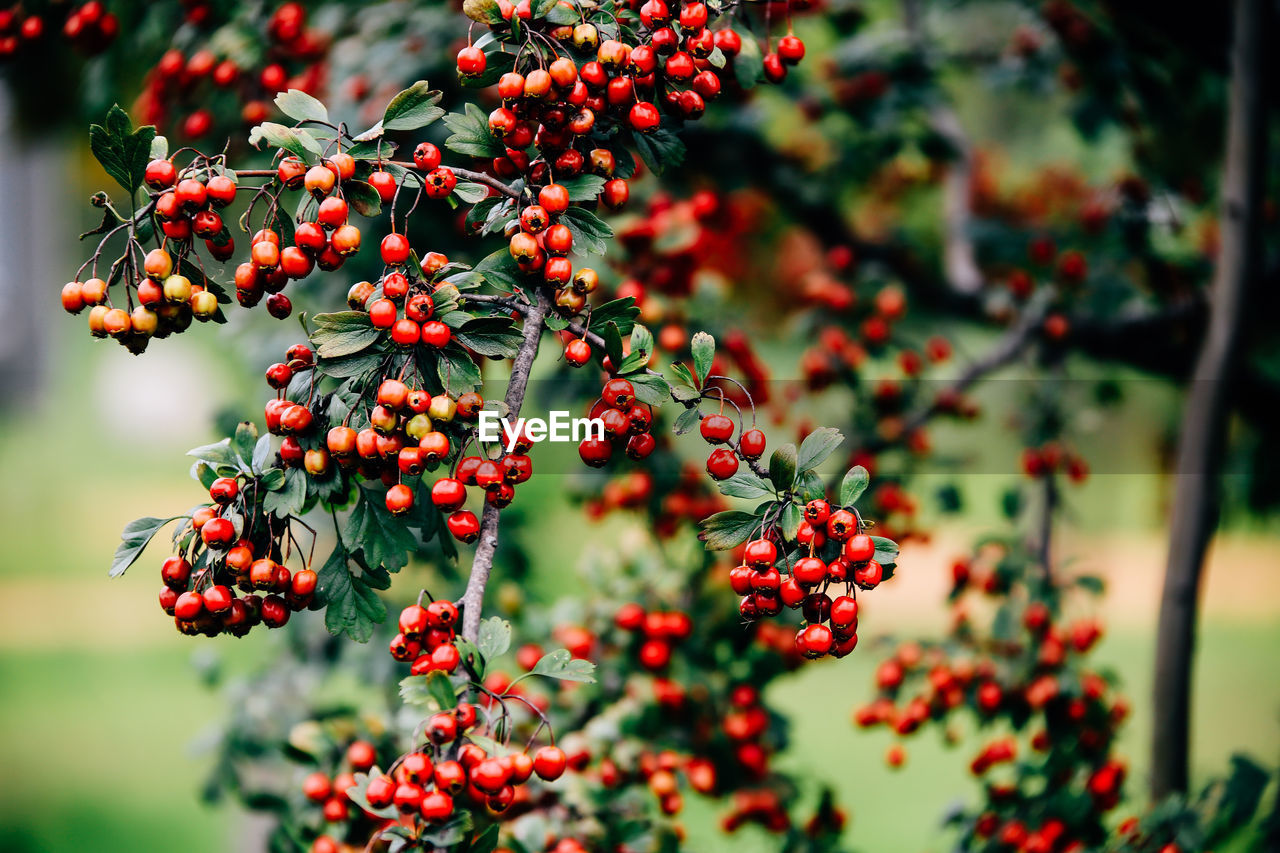 Close-up of red berries growing on tree