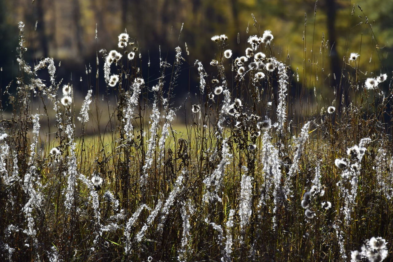 Fuzzy white flowers