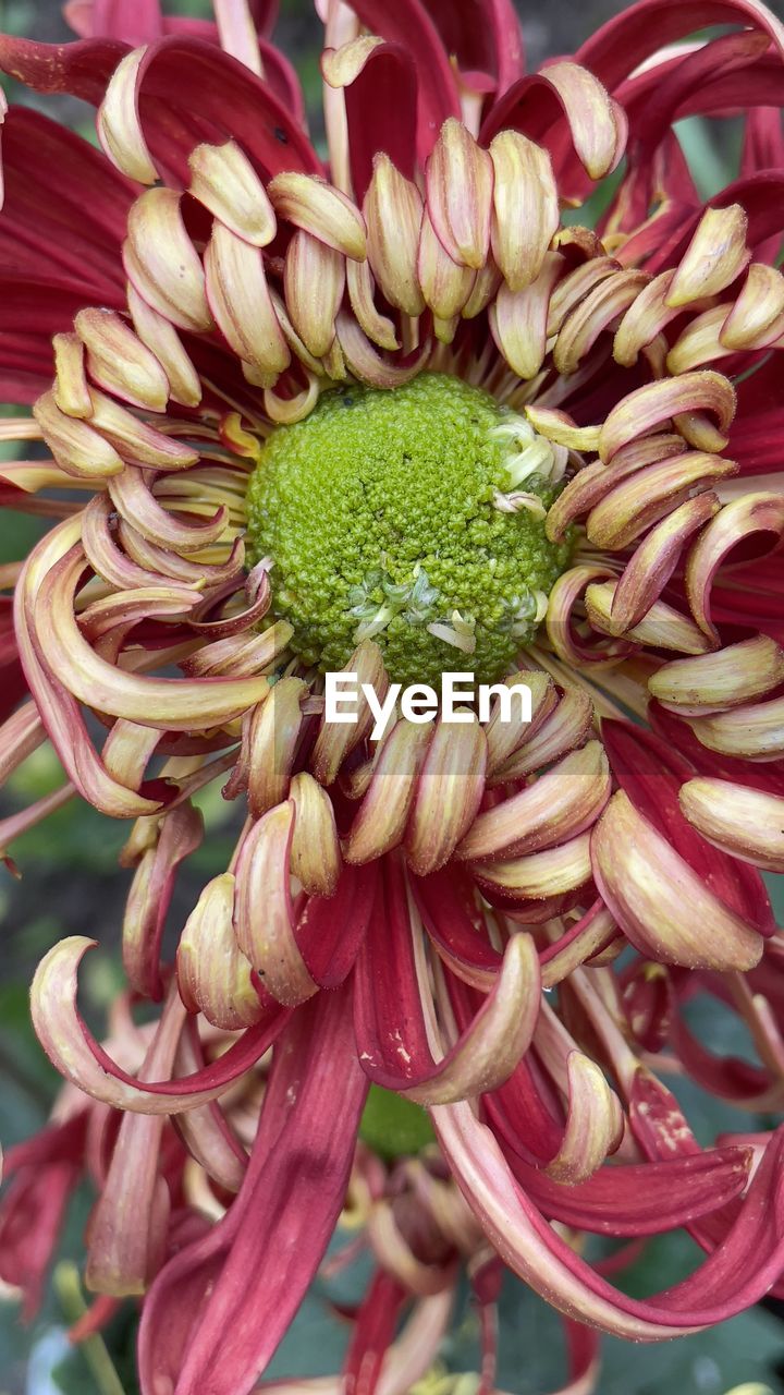 plant, flower, flowering plant, freshness, beauty in nature, close-up, petal, fragility, growth, flower head, inflorescence, nature, floristry, no people, bouquet, pink, dahlia, chrysanths, focus on foreground, day, pollen, red, outdoors