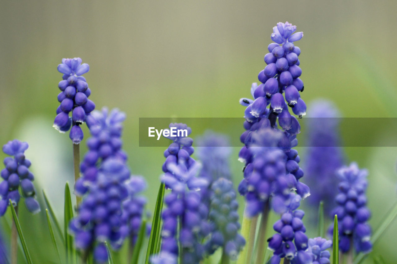 Close-up of purple flowers blooming outdoors