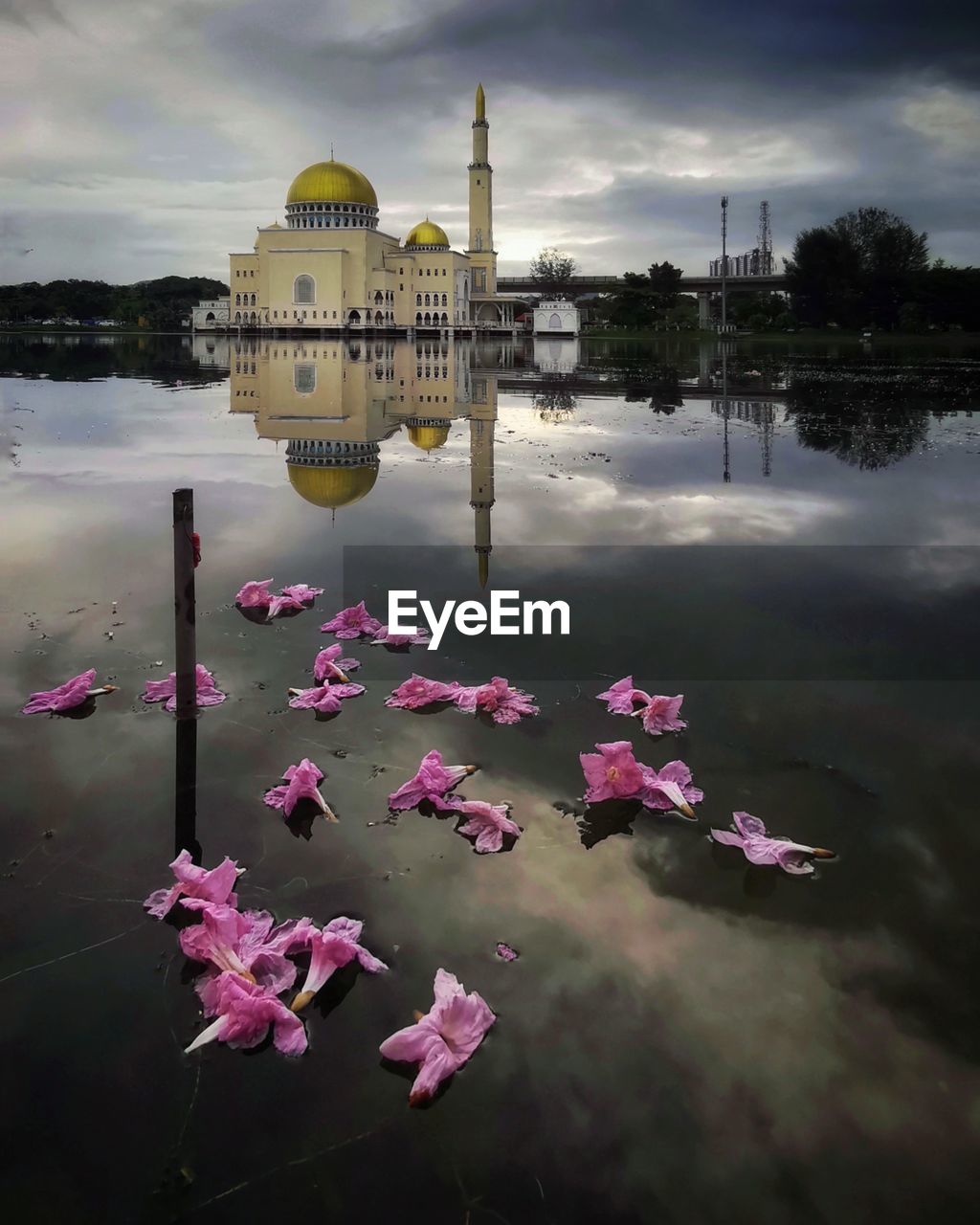 VIEW OF PINK FLOWERS IN WATER