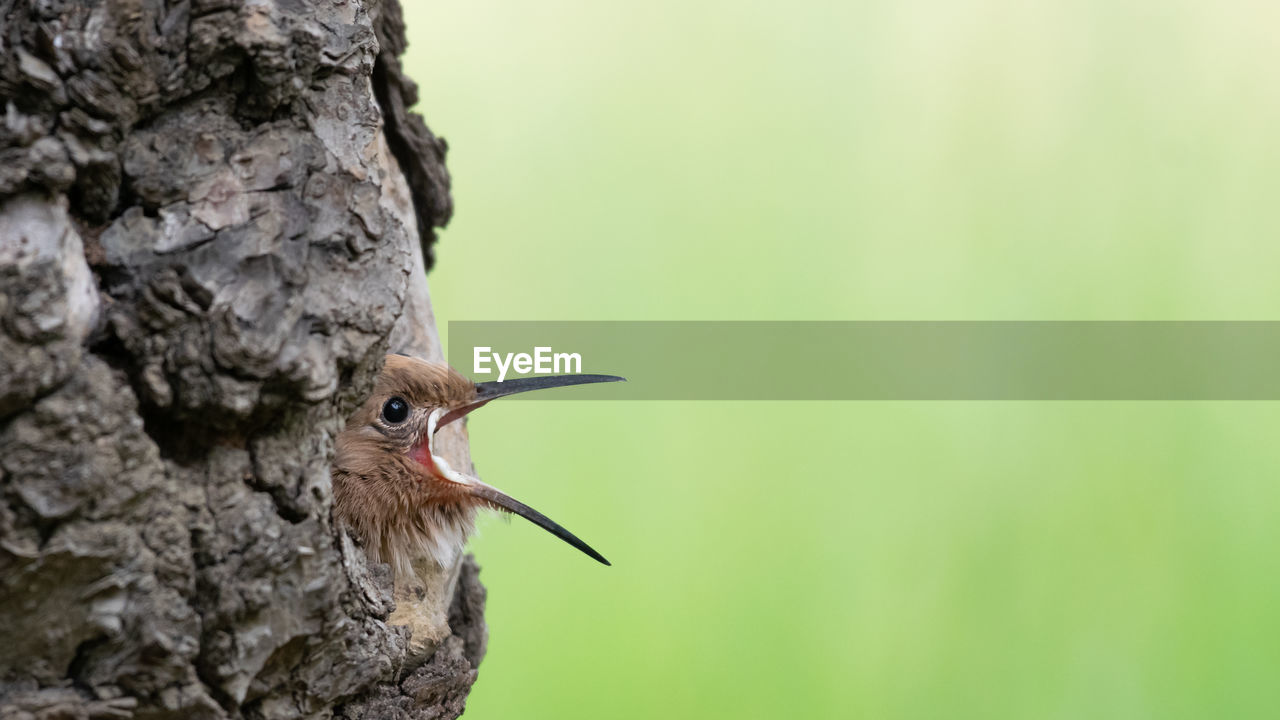 CLOSE-UP OF A BIRD PERCHING ON TREE