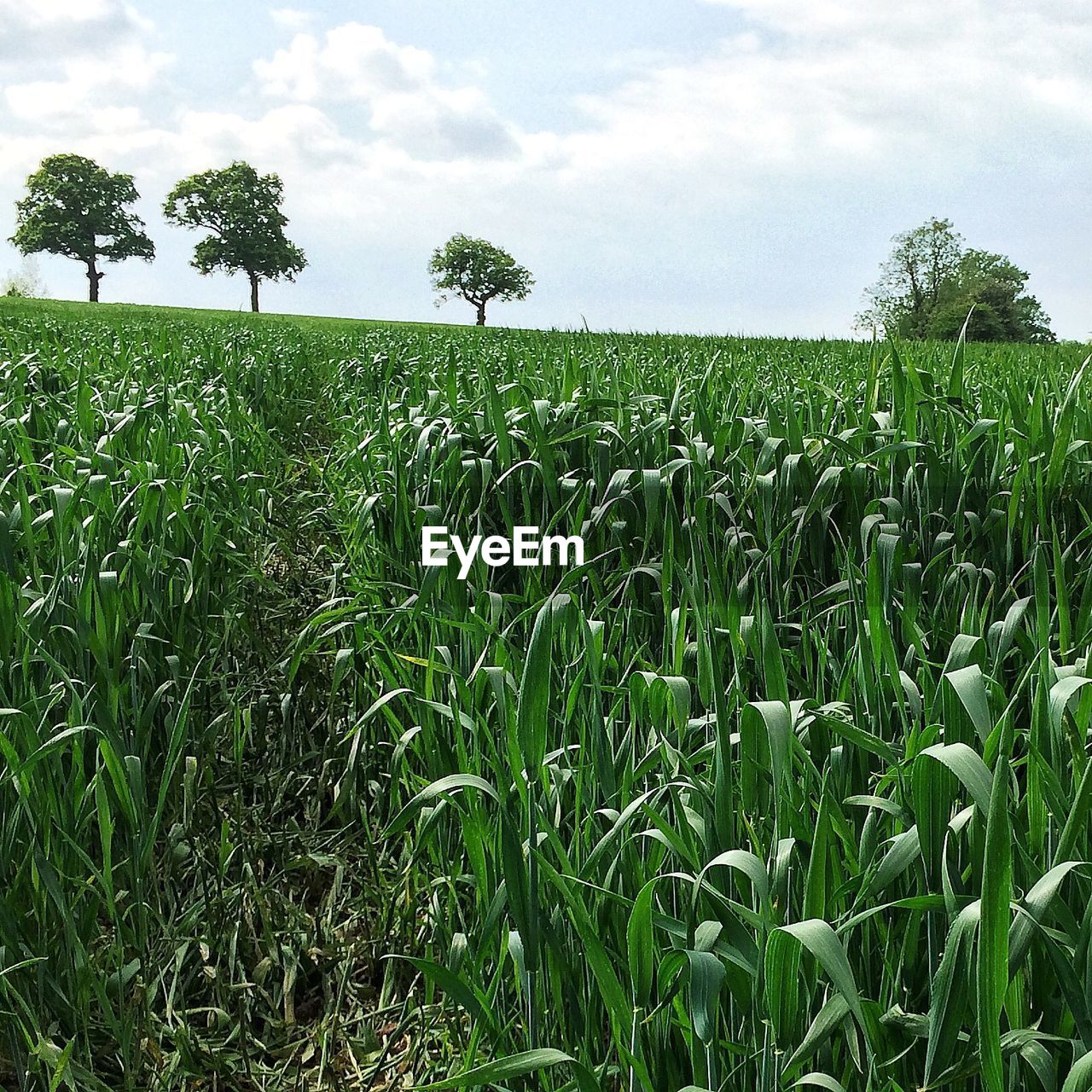 Rural scene with corn