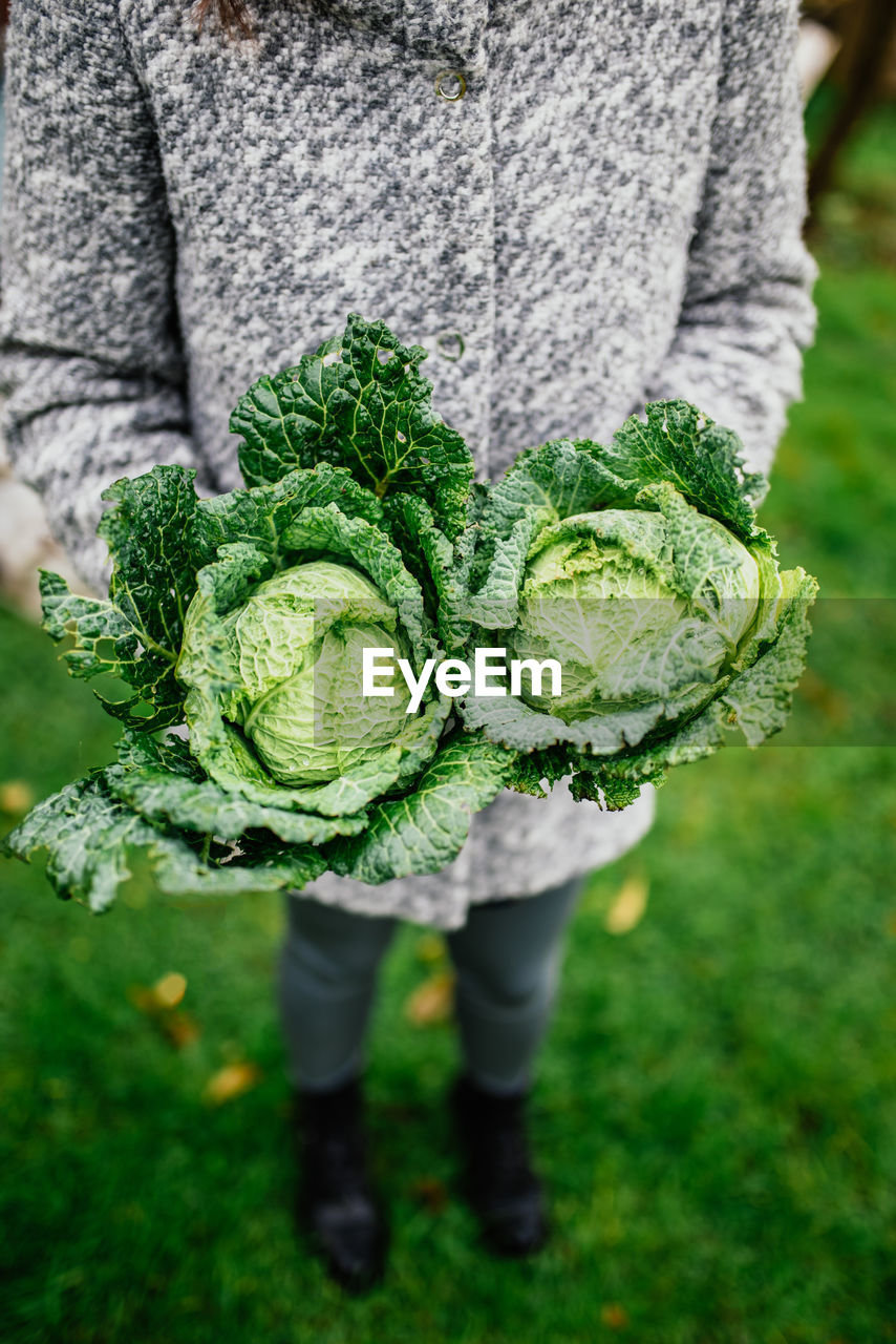 Midsection of woman holding cabbage