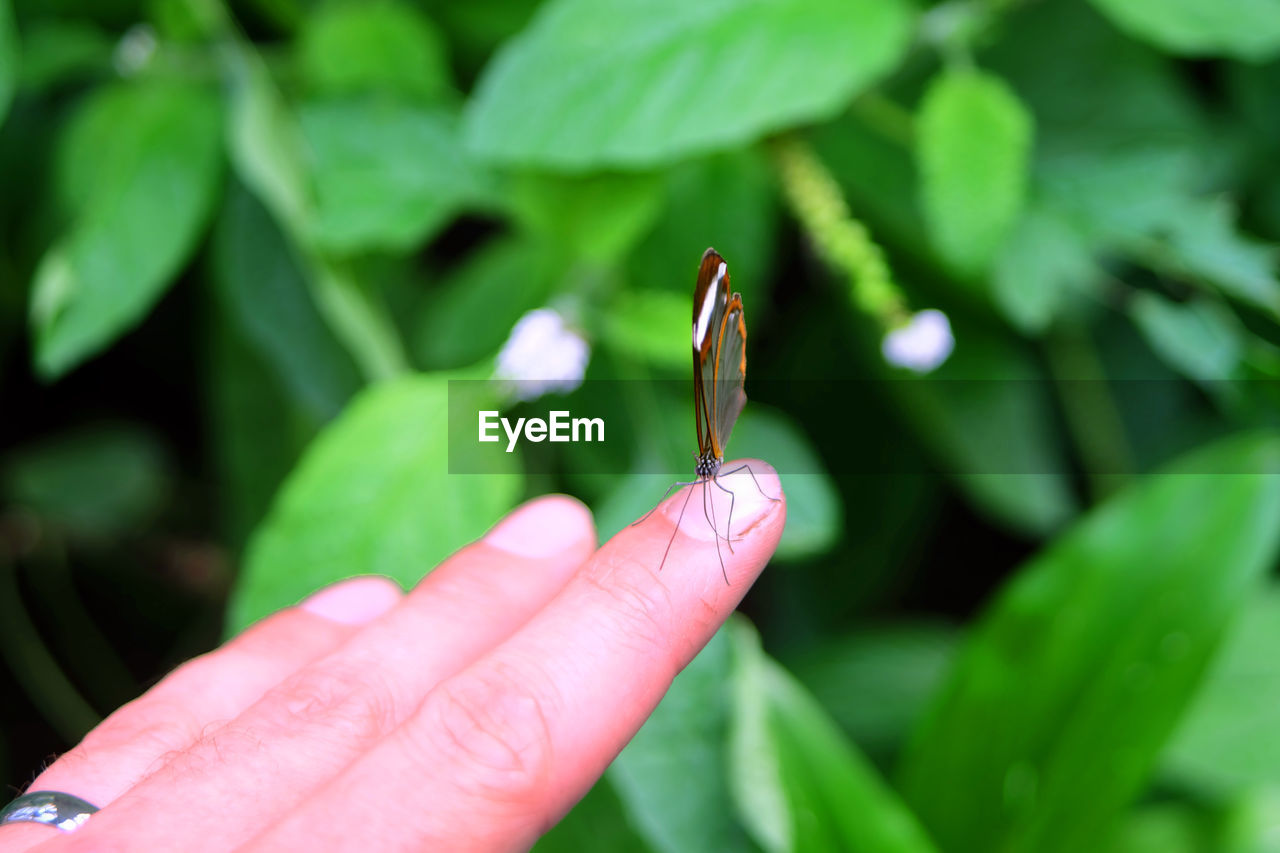 CLOSE-UP OF LADYBUG ON HAND