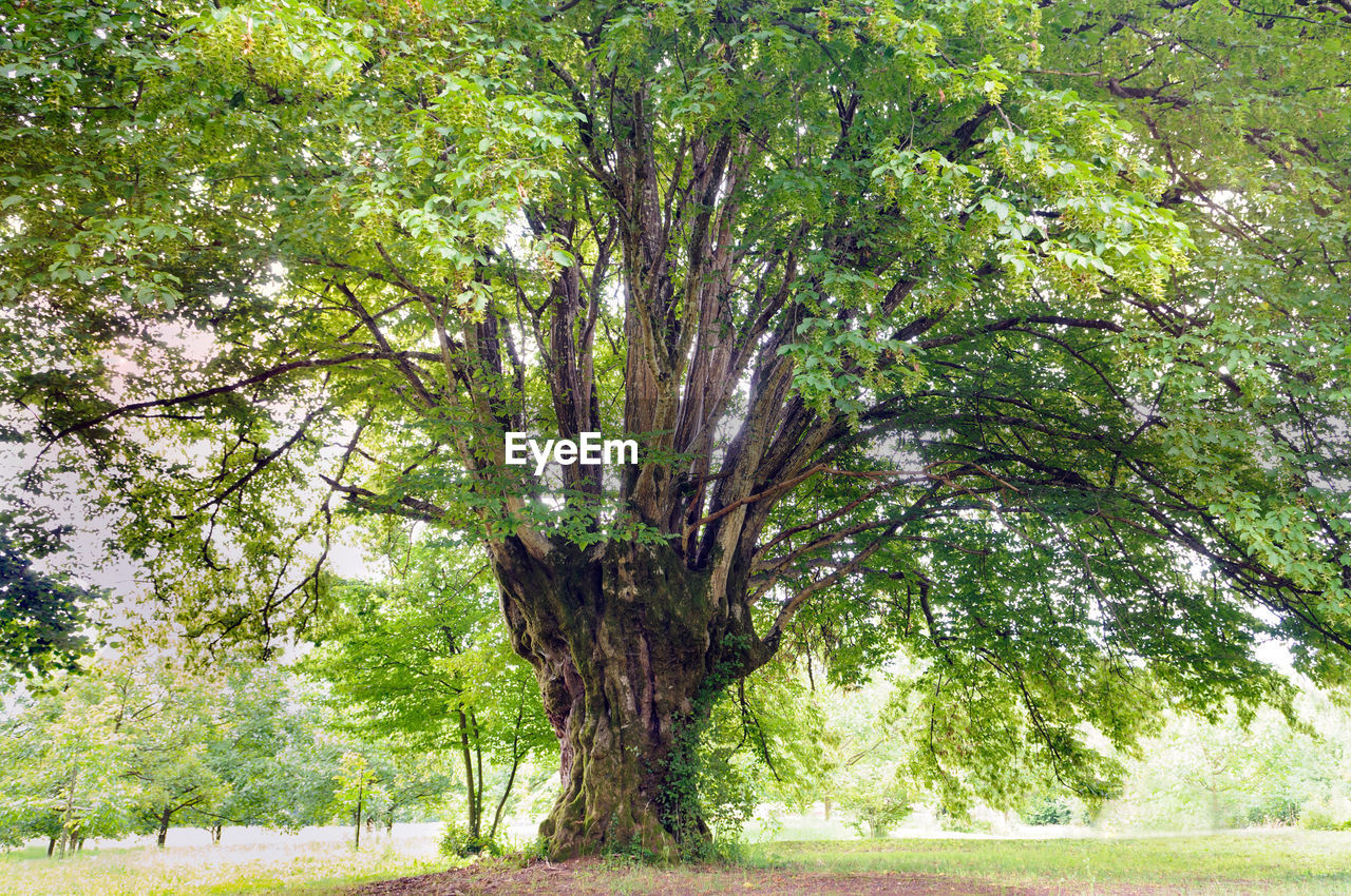 TREES IN PARK