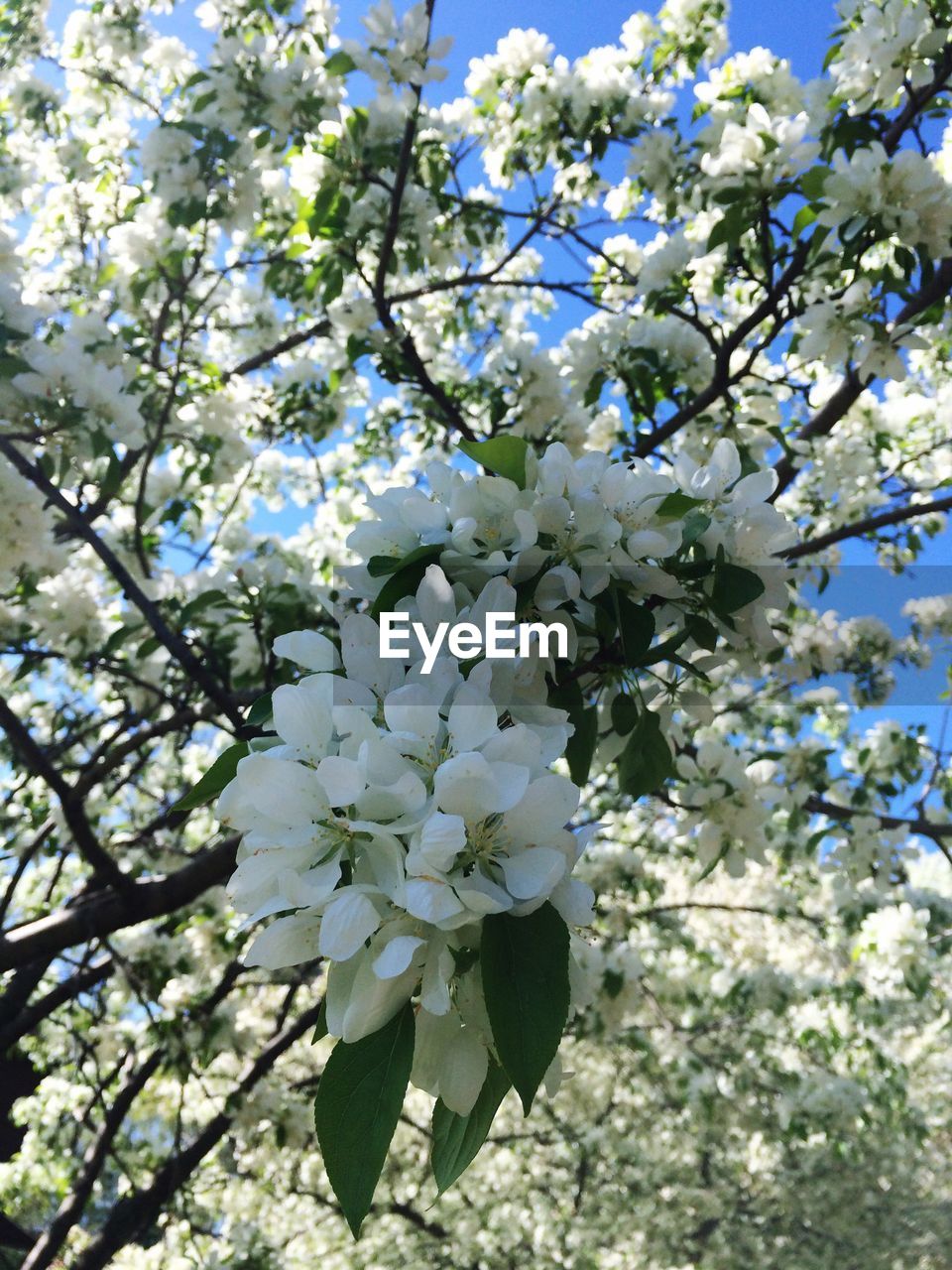 Low angle view of white flowers blooming on tree