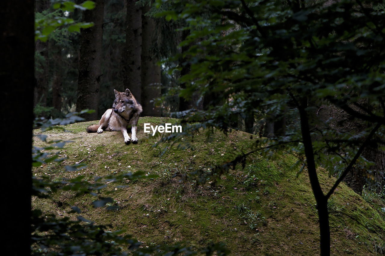 VIEW OF DOG IN FOREST