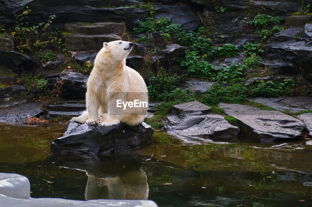 animal, animal themes, water, animal wildlife, wildlife, nature, mammal, rock, one animal, zoo, wilderness, no people, bear, outdoors, day, beauty in nature, sitting, stream, reflection, full length