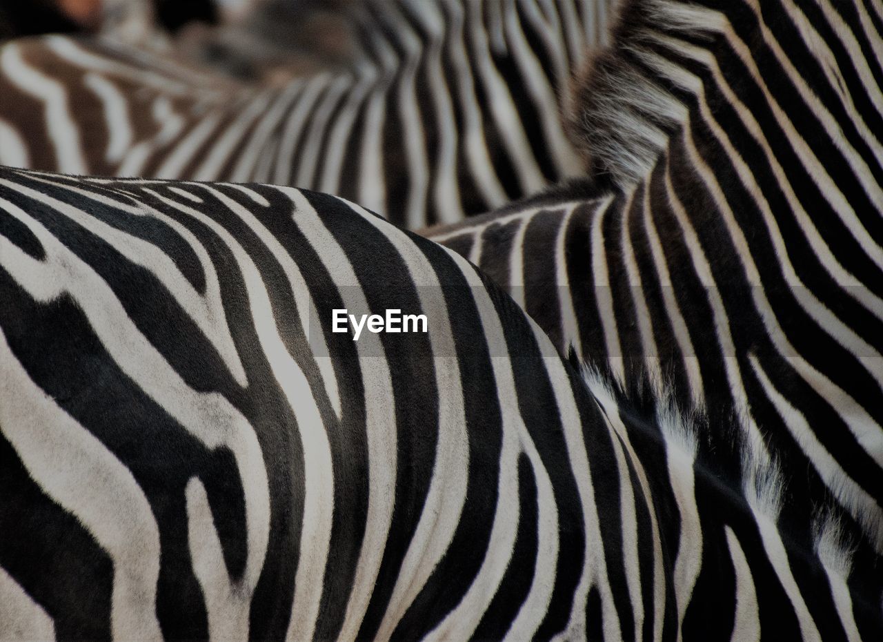 FULL FRAME SHOT OF A ZEBRA