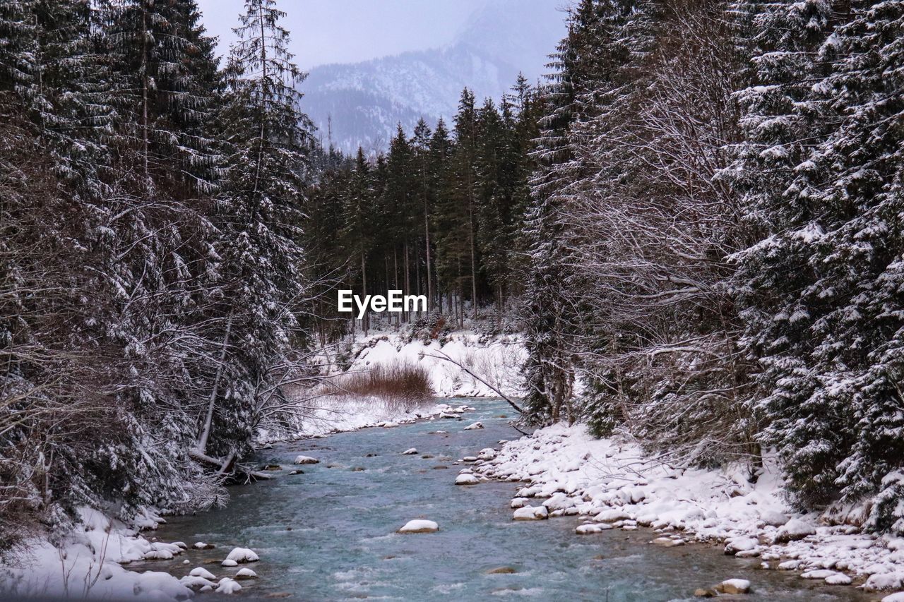 River amidst trees in forest during winter