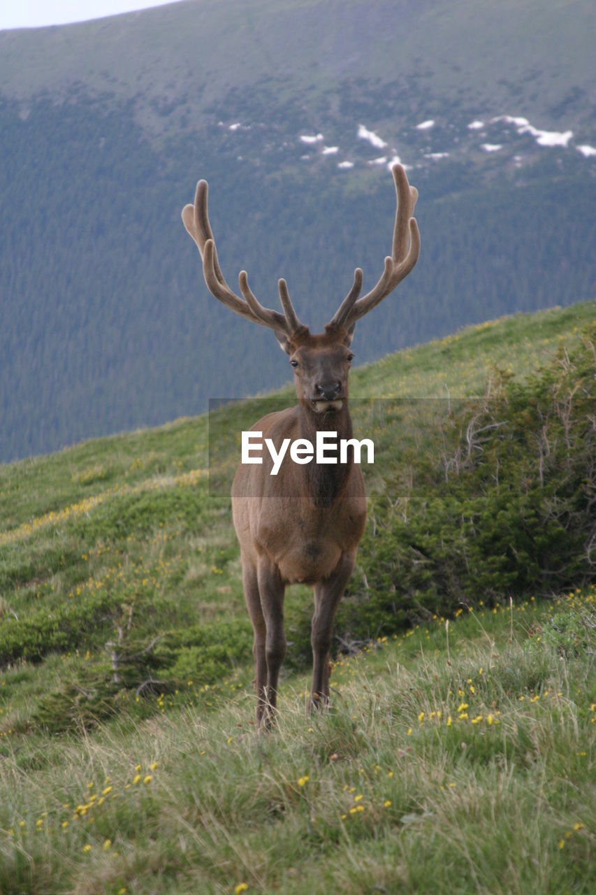 Elk standing on field