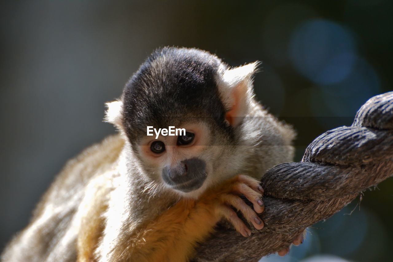 Close-up portrait of monkey