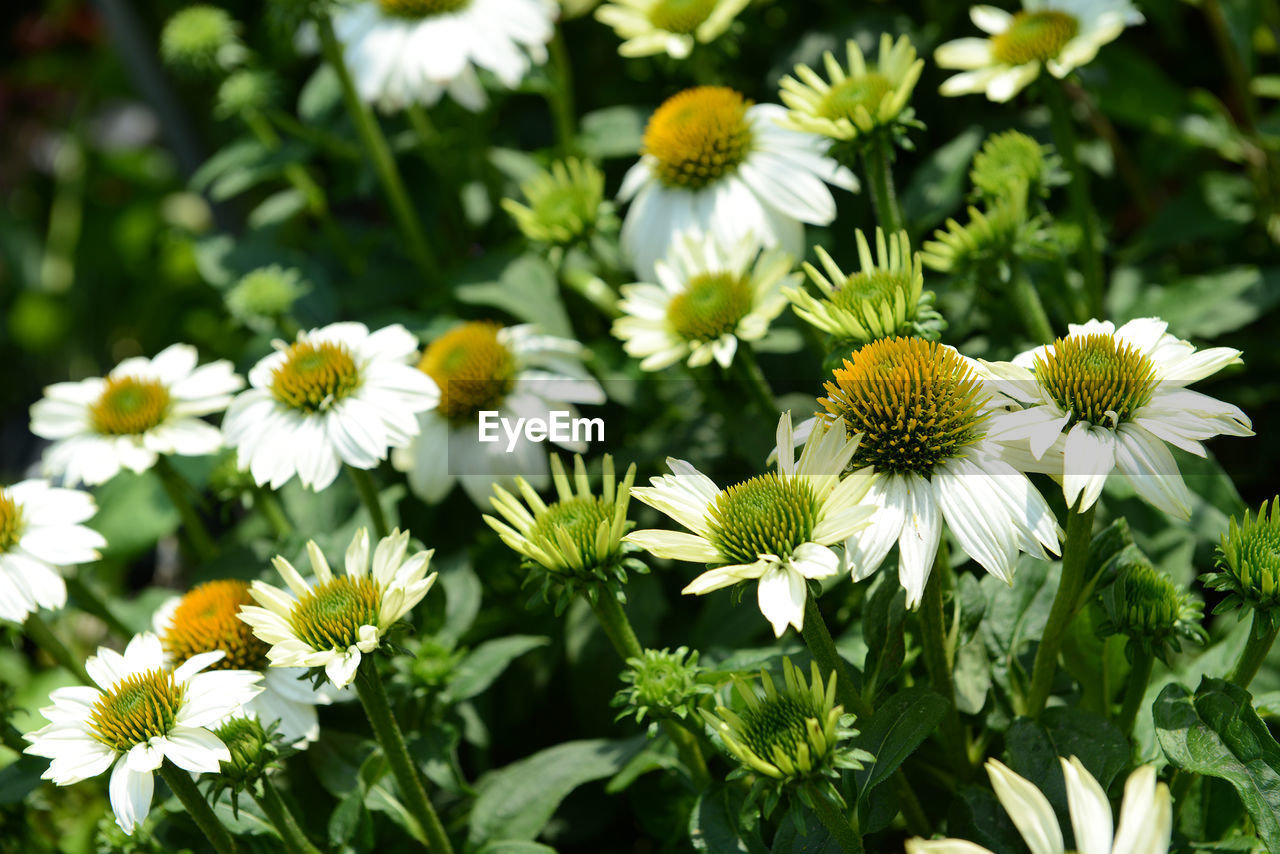 Close-up of white flower