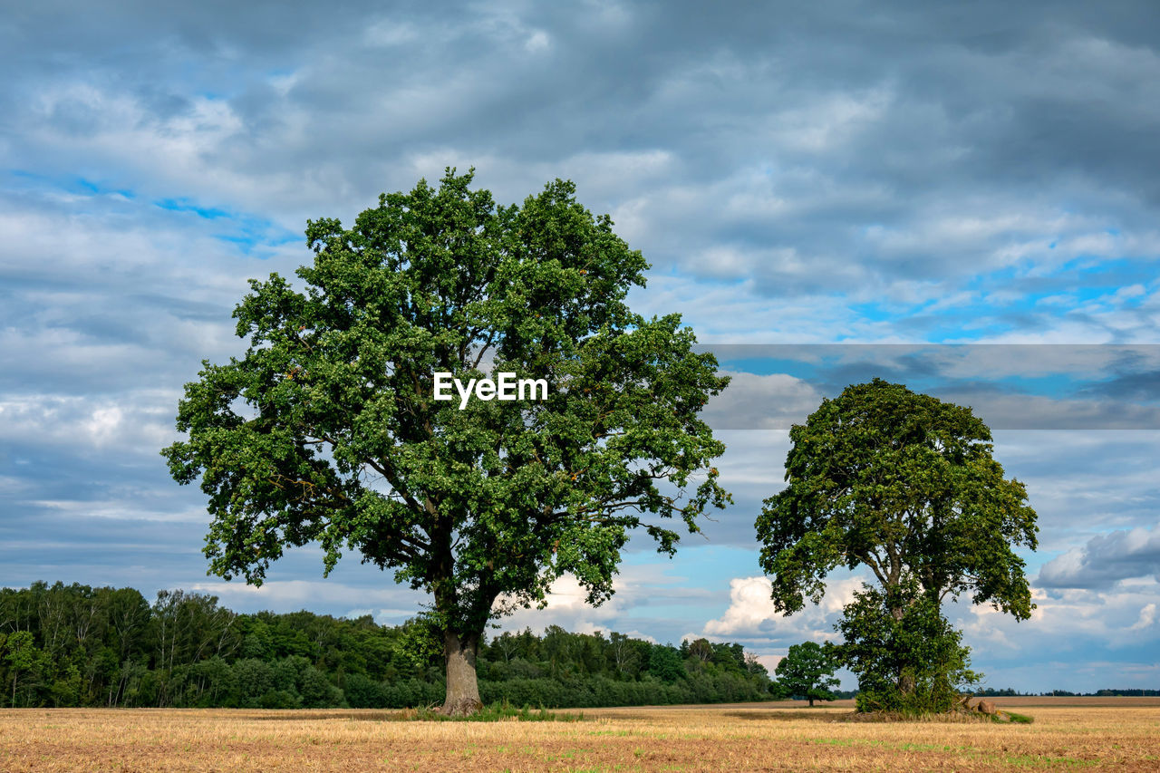 SCENIC VIEW OF TREES ON FIELD AGAINST SKY