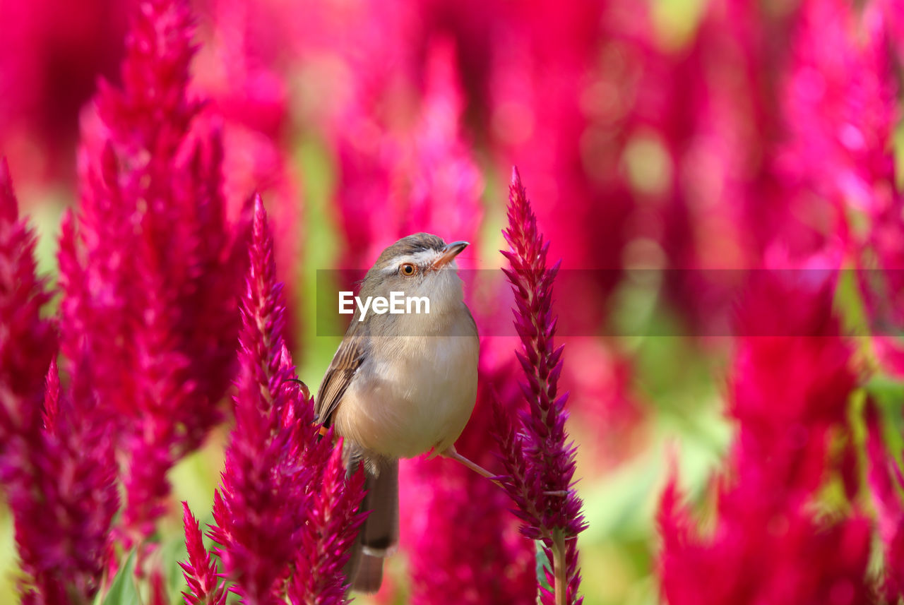 A small, brown bird perched on the red flower celosia, plumed celosia, with sunlight in the morning