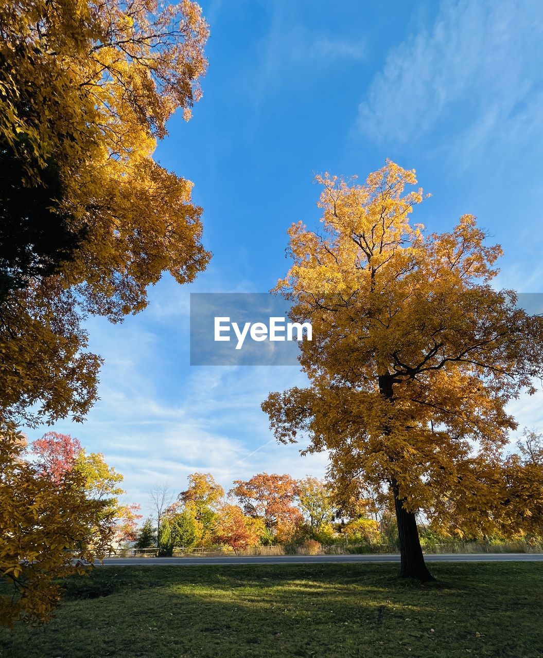 tree, plant, autumn, sky, nature, beauty in nature, leaf, landscape, plant part, environment, scenics - nature, tranquility, land, cloud, no people, tranquil scene, orange color, grass, outdoors, sunlight, flower, yellow, field, day, blue, growth, rural scene, idyllic, non-urban scene, deciduous tree, tree trunk, multi colored, trunk, morning, park, forest, branch, park - man made space, woodland