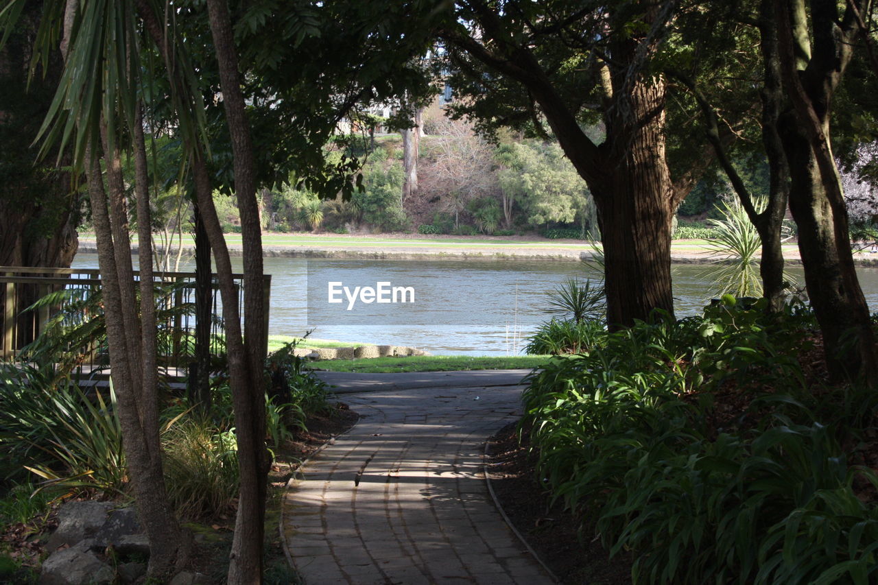 View of trees along lake