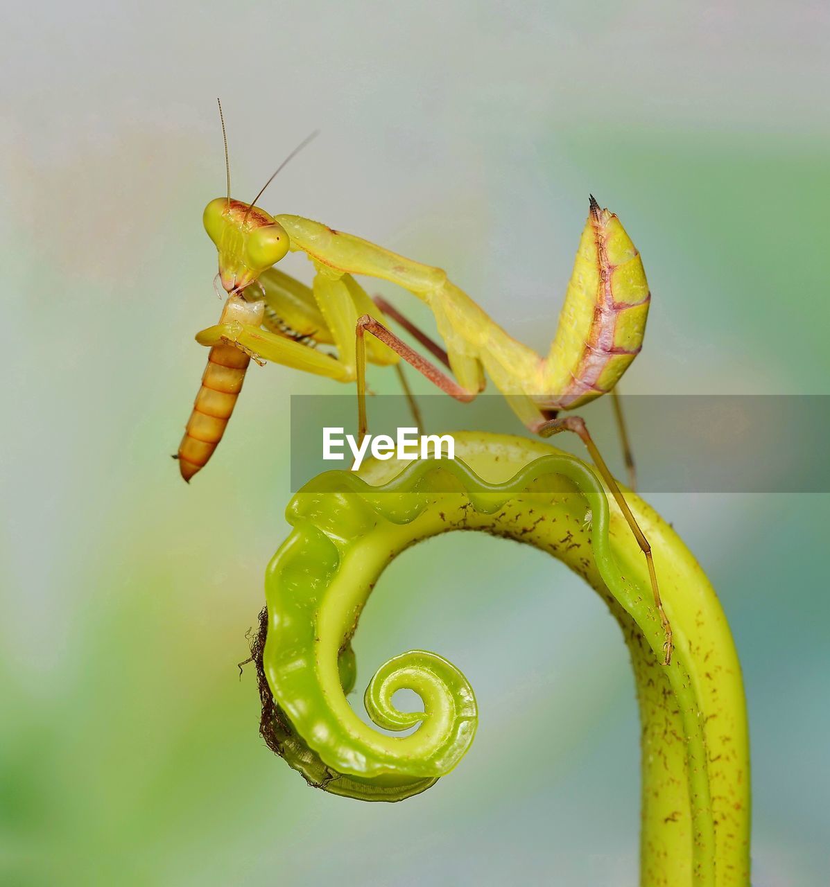 CLOSE-UP OF YELLOW BUTTERFLY ON LEAF AGAINST BLURRED BACKGROUND