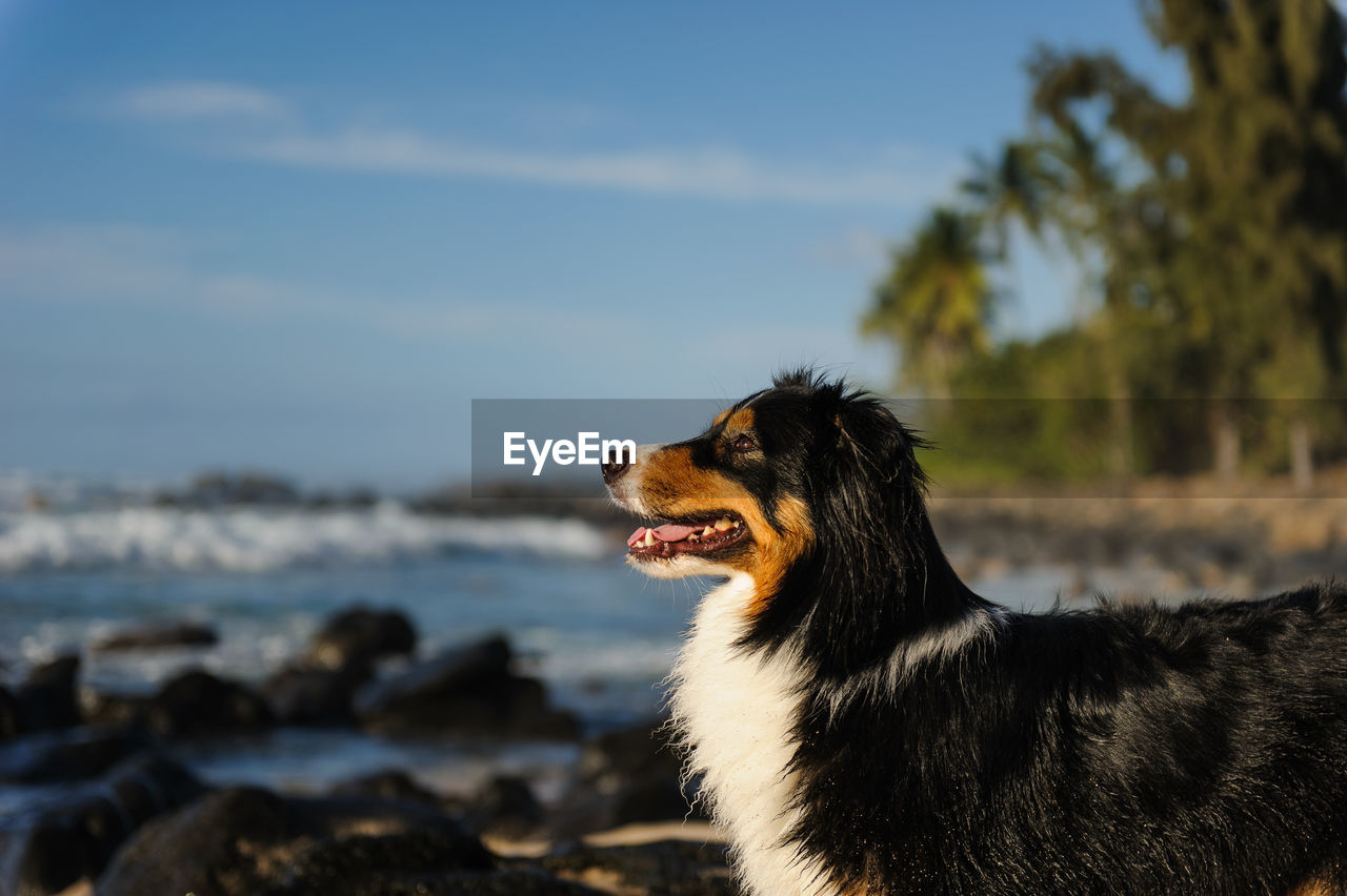 SIDE VIEW OF DOG LOOKING AWAY ON LAND