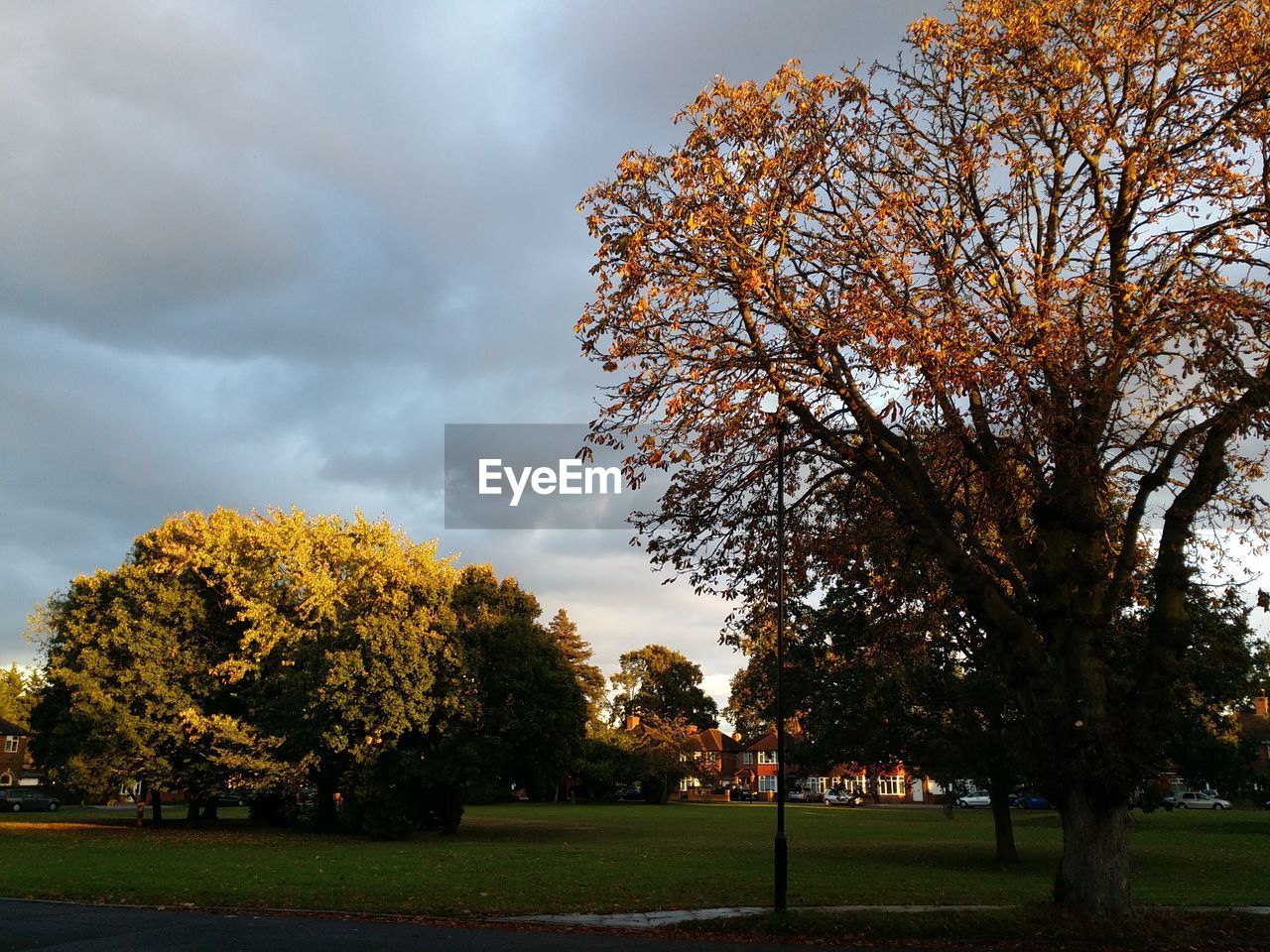 Autumn trees on grassy field against cloudy sky