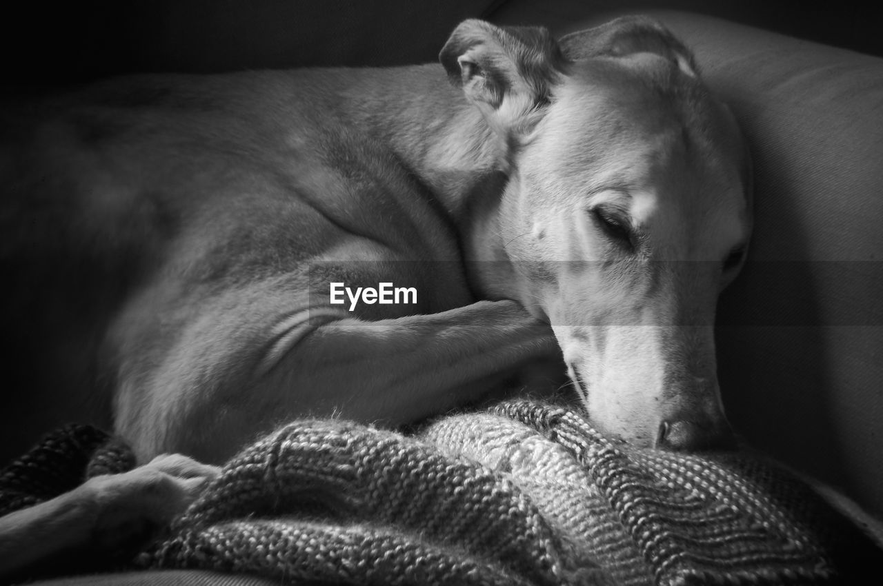 CLOSE-UP OF A DOG SLEEPING