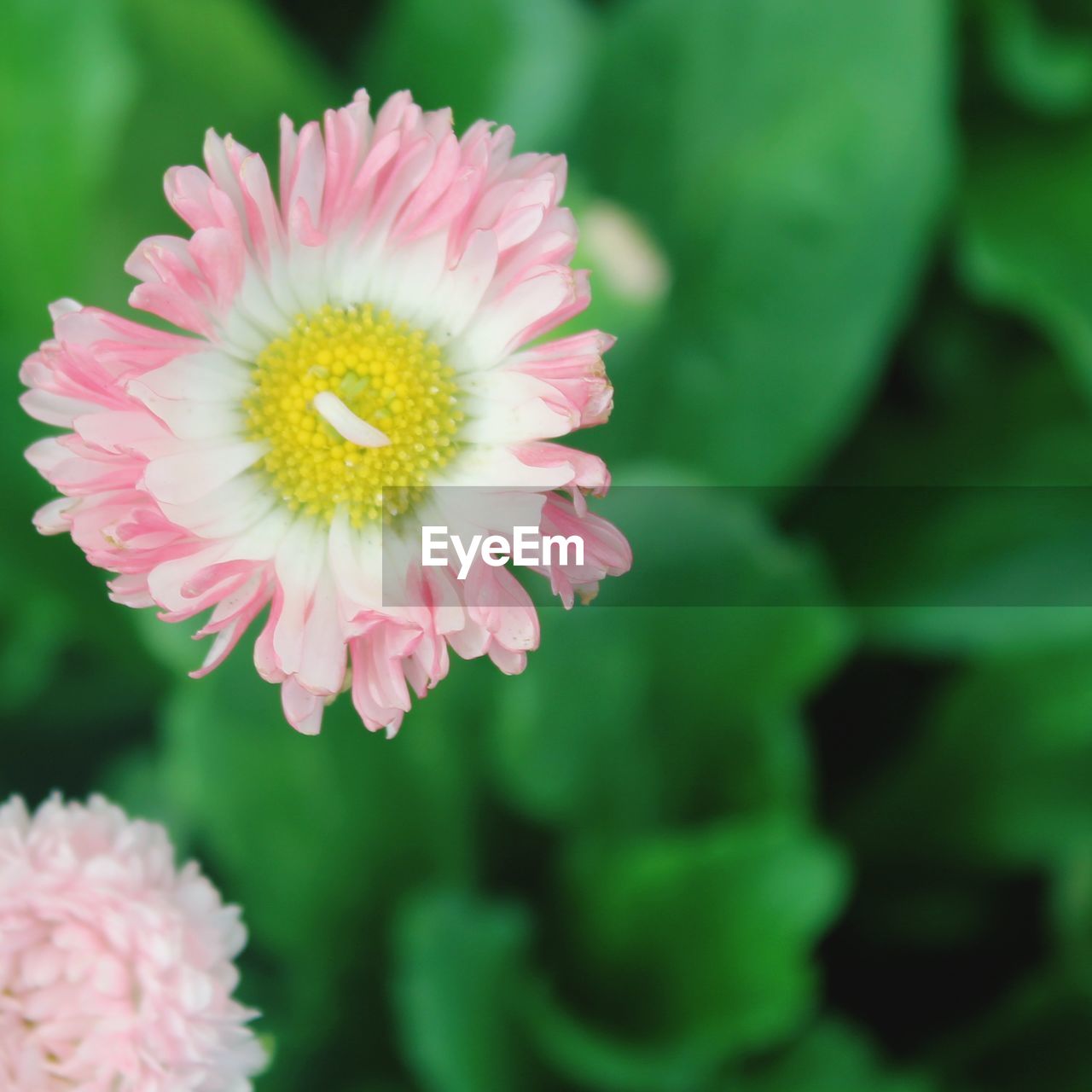 Close-up of pink flower